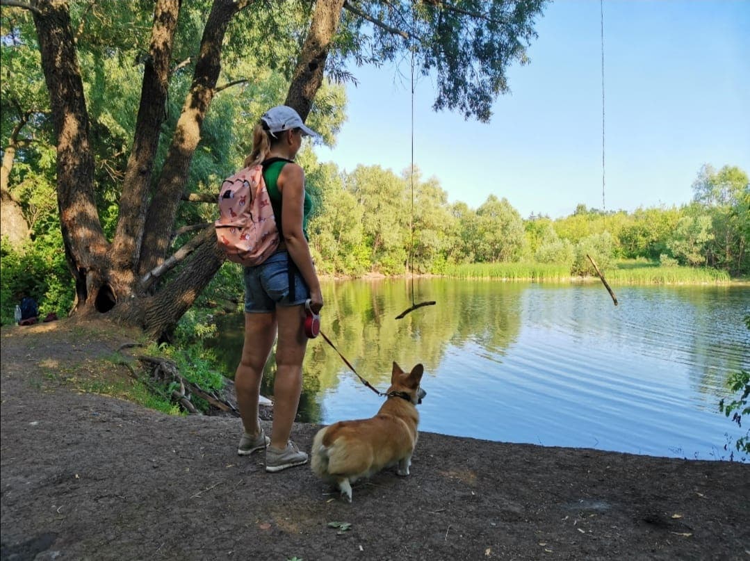 корги на поводке прогулка собака питомник лес озеро надёжность уход ответственность владелец