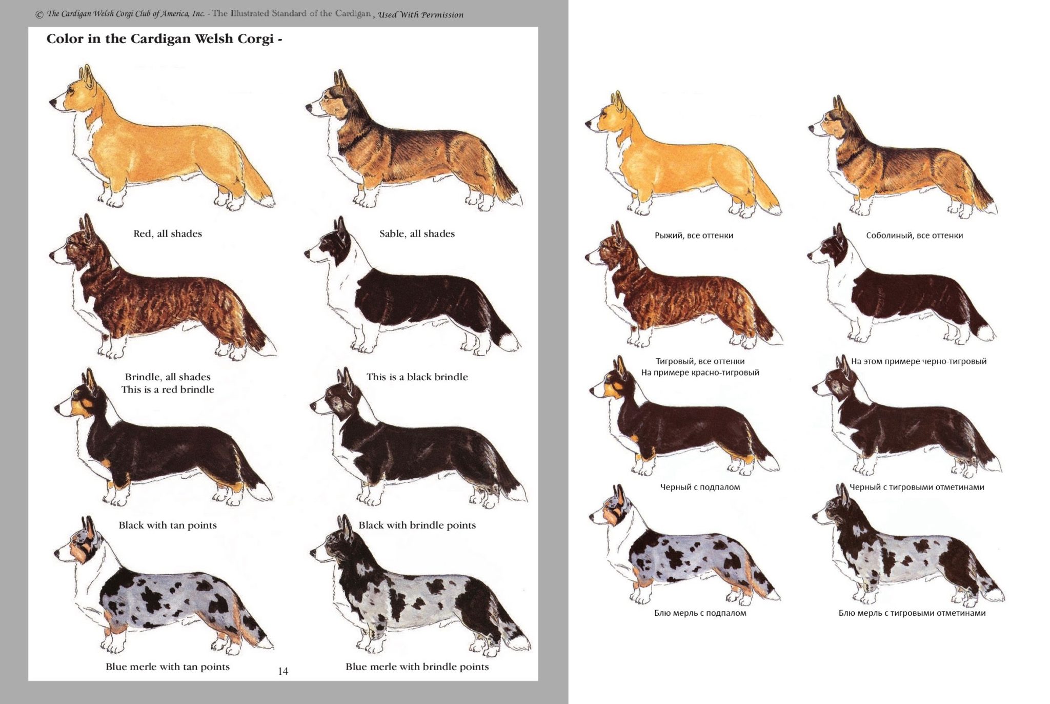 породы служебных собак с фотографиями и названиями