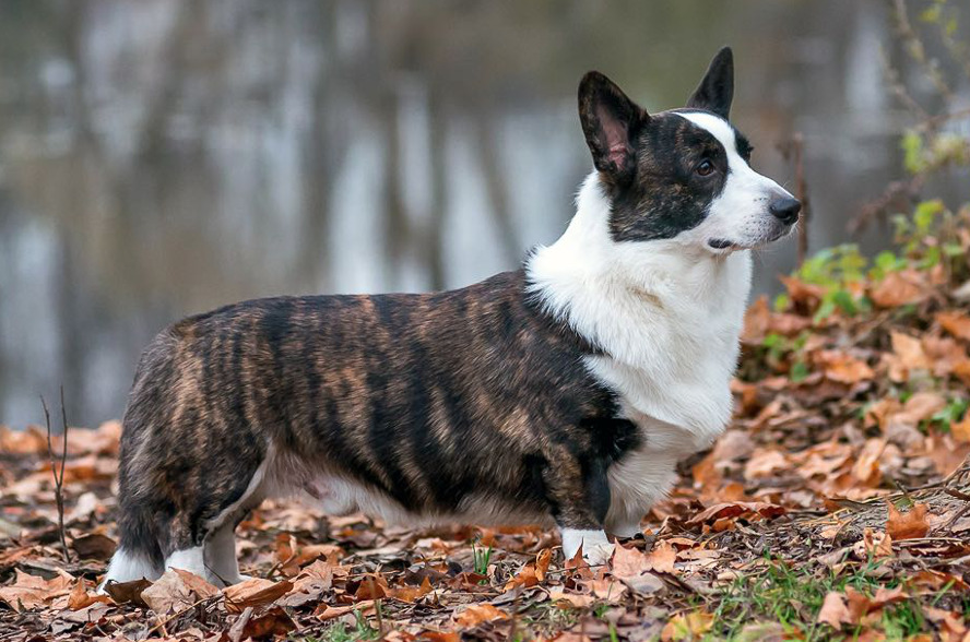 Корги кардиган фото взрослой собаки