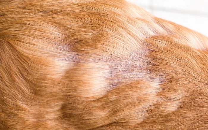 Грибок у собак: лечение грибкового дерматита на коже и когтях