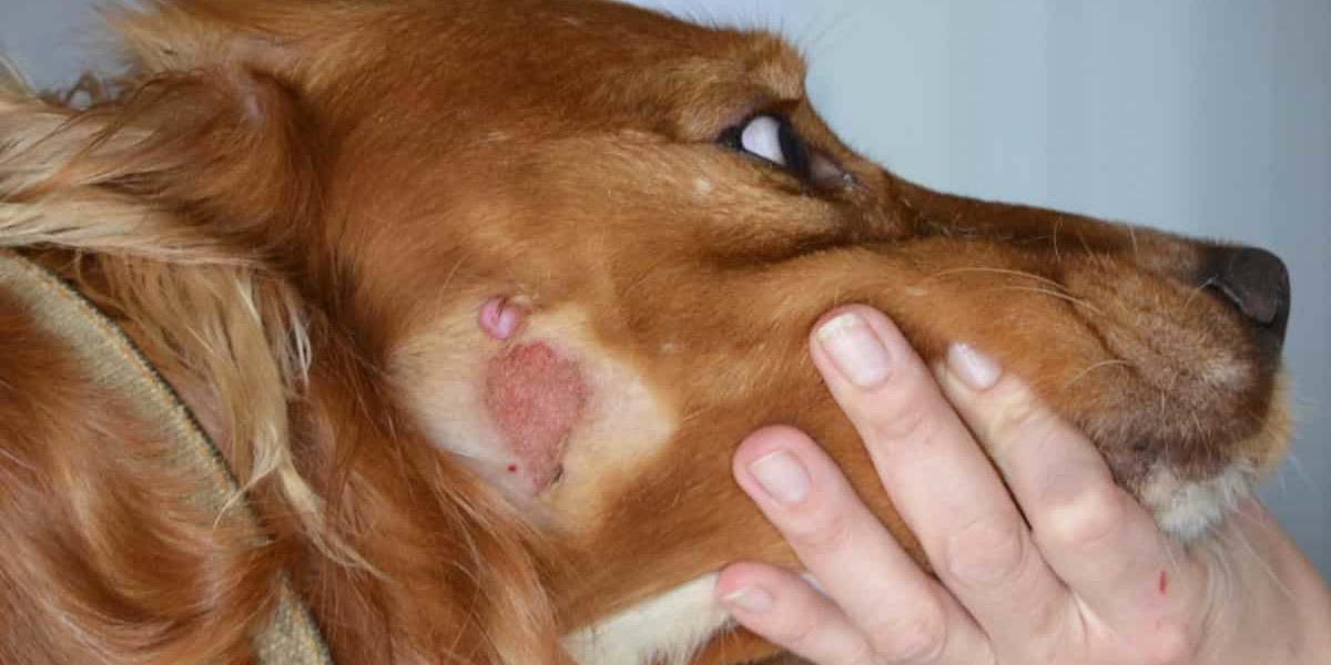 грибковые заболевания кожи у собак