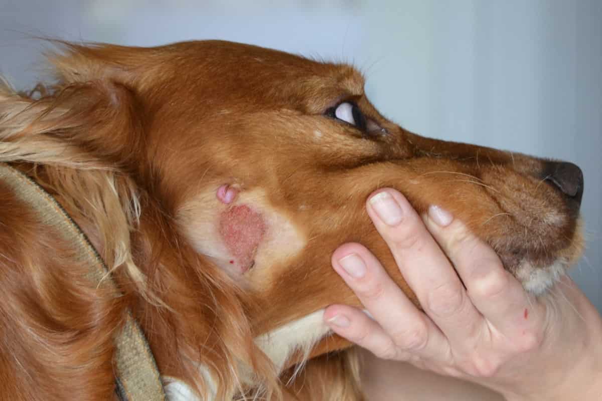 Пироплазмоз, бабезиоз, собаку укусил клещ, лечение