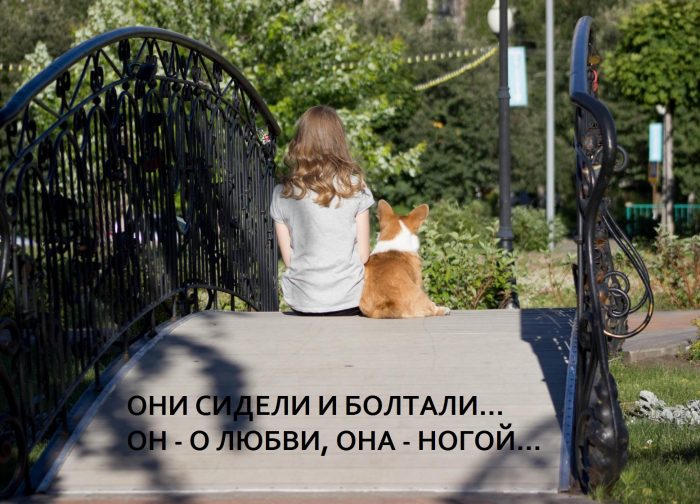купить корги, купить щенка корги, питомник корги Москва Россия