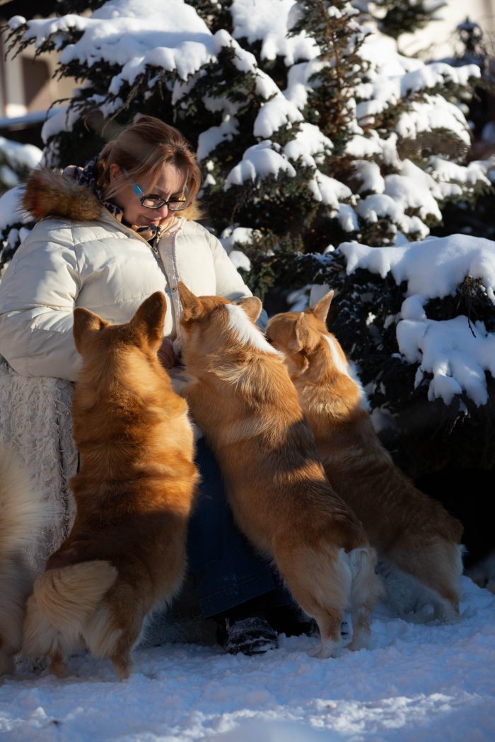 зима корги собаки красиво