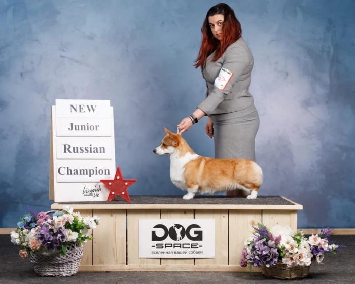 сука корги чемпион победитель выставка собак купить корги от чемпионов