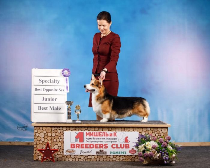 корги трёхцветного окраса красивое фото хэндлер выставка собак купить выставочную собаку