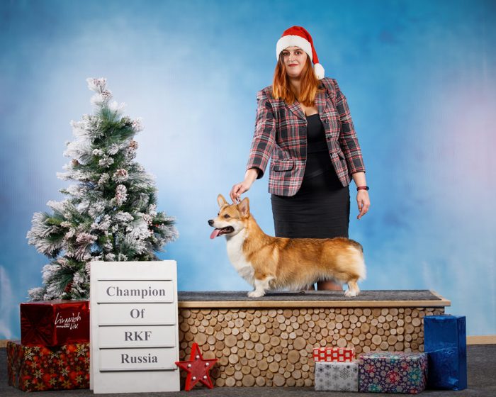 корги чемпион купить щенка  питомник пемброк рыжий триколор счастье клуб ркф собака фото