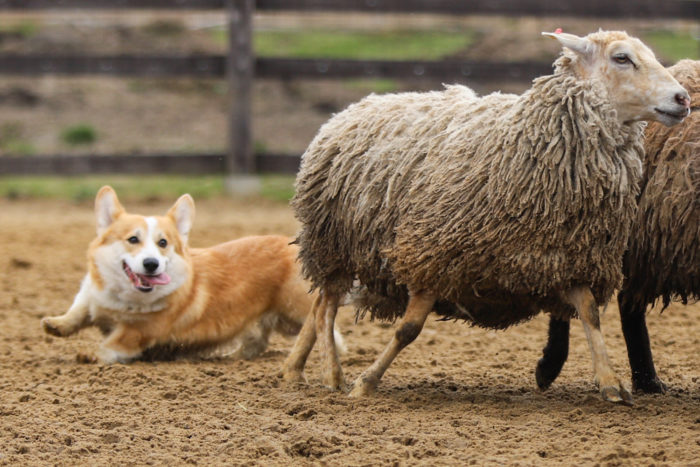 дрессировка и воспитание корги щенки купить собака пастух овца спорт