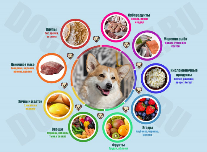 натуральное кормление корги мясо для собак видотипичное питание
