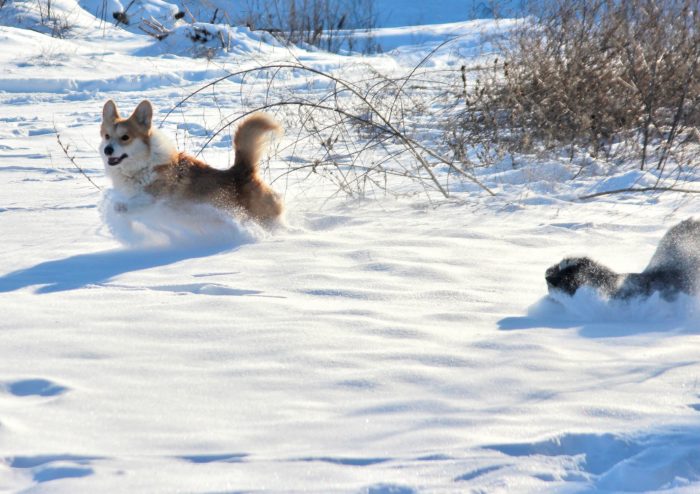 корги в снегу бегают пемброк прогулки