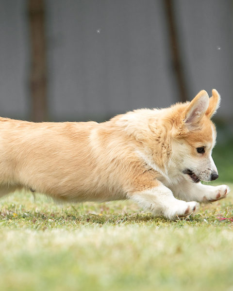 щенок бежит