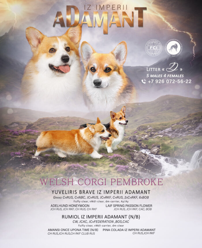 купить щенка корги пемброк